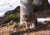 Vlk obecný eurasijský (Savci), Canis lupus lupus (Mammalia)